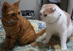 neko.jpg